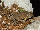 Navadna krastača (Bufo bufo)